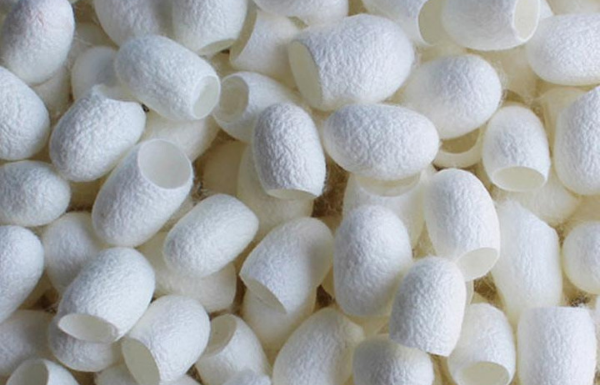 Zakaj je SVILA tako draga?